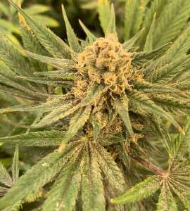 Wife-CBD-Non-Feminized