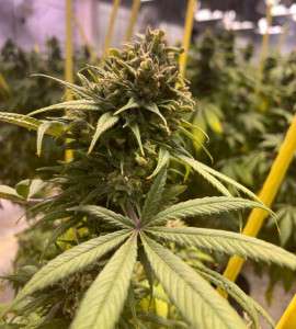 Wine-CBD-Non-Feminized