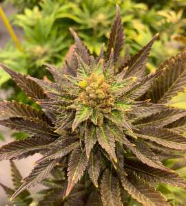 abacus-cbd-non-feminized