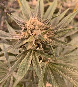 acid-rock-cbd-non-feminized
