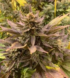 cherry-wine-cbd-non-feminized