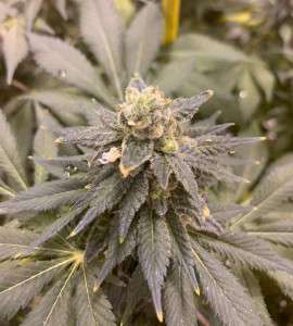 mb300-cbd-non-feminized