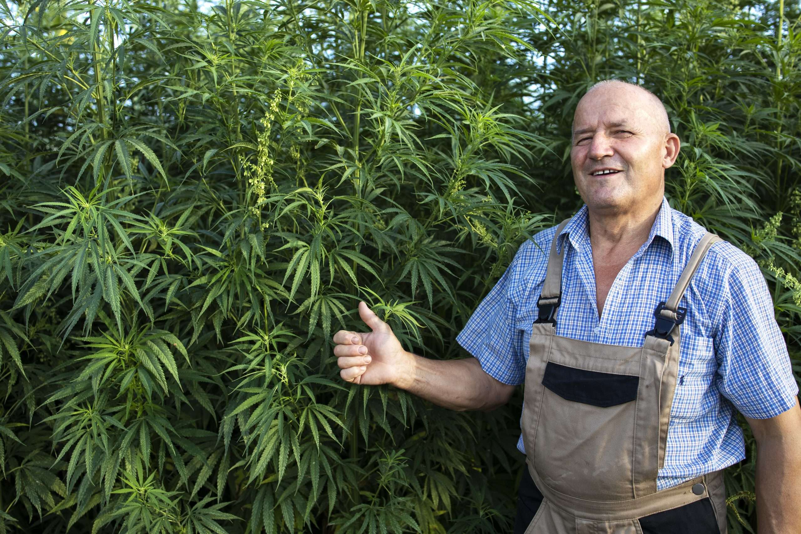 Planting Industrial Hemp