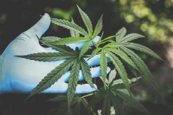 benefits of smoking hemp flower