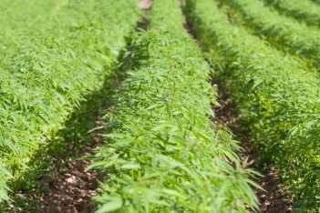 what is hemp flower