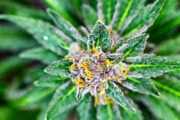 what is hemp flower used for