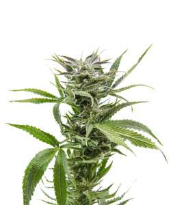 BlueDreamCola (1)