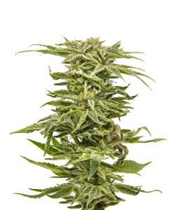 BubbaKushCola (1)