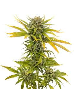 Cherry Blossom hemp seeds