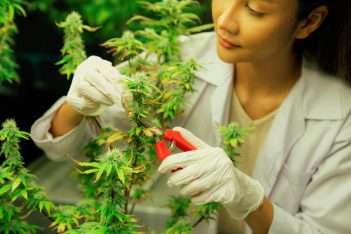 Hemp Flowers Farming